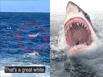 Australia | Shocking Video | Huge great white shark eats swimmer at Sydney beach in Australia | Shocking Video: शार्कचा माणसावर हल्ला, शरीराचे केले दोन तुकडे; पाहा थरकाप उडवणारा Video