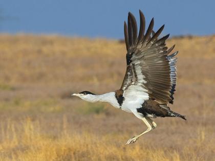 one and only 'Great Indian Bustard' remains in Maharashtra | महाराष्ट्रात उरलाय केवळ एकच ‘ग्रेट इंडियन बस्टर्ड’ 