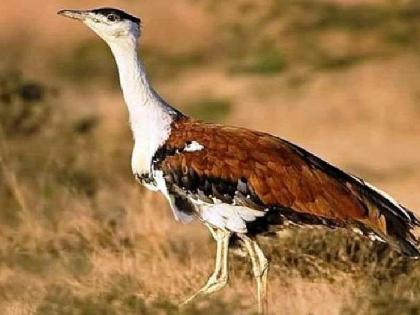 only one indian bustard seen in warora tehsil after 2019 | वरोरा परिसरातील माळढोक मोजतोय अखेरच्या घटका