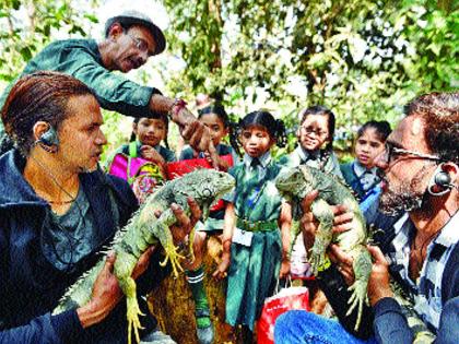 Festival of the Festival of Green Iguana to be held | ग्रीन इग्वाना ठरणार फेस्टिव्हलचे आकर्षण