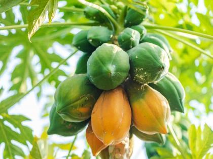 Raw papaya A panacea for many problems know about 5 Amazing Benefits | अनेक समस्यांवर रामबाण उपाय आहे 'कच्ची पपई'; तुम्हालाही माहीत असायलाच हवेत हे 5 आश्चर्यकारक फायदे! जाणून घ्या