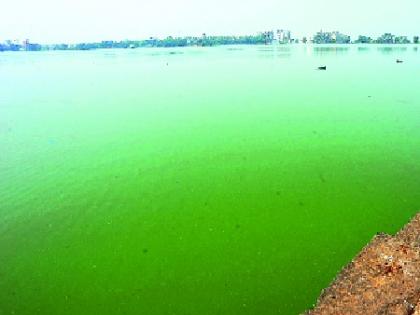 In the northeast, the effects of 'green algae', the threat of waterfowl: the effects of the environment could be possible | रंकाळ्यात ‘ग्रीन अल्गी’चा प्रादुर्भाव, जलचर धोक्यात : वातावरणाचा परिणाम शक्य