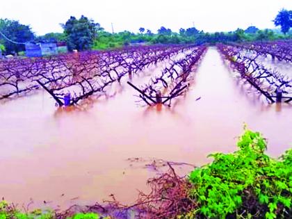 Rain in the eastern part of the Mirage threatens the vineyards | मिरज पूर्व भागात पावसाने द्राक्षबागा धोक्यात