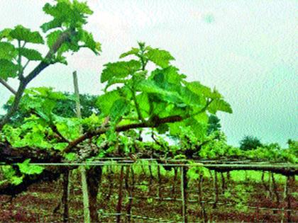  Due to rain the threat of grapefruit | पावसामुळे द्राक्षबागा धोक्यात