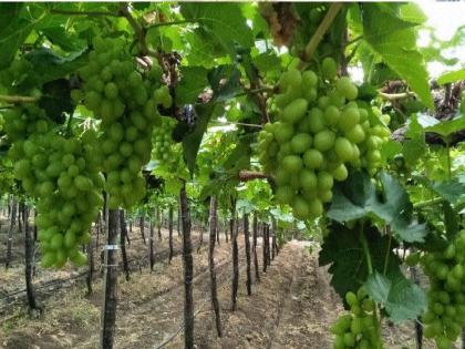 Heavy rains hit grape growers, maximum rain in Miraj taluka | मुसळधार पावसामुळे द्राक्षबागायतदारांना फटका, मिरज तालुक्यात सर्वाधिक पाऊस