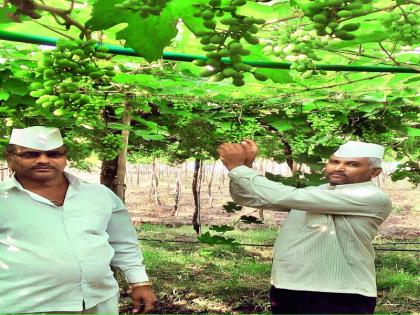 Due to the drop in wheat exports this year, | द्राक्ष निर्यातीत यंदा तीस हजार टनांची घट