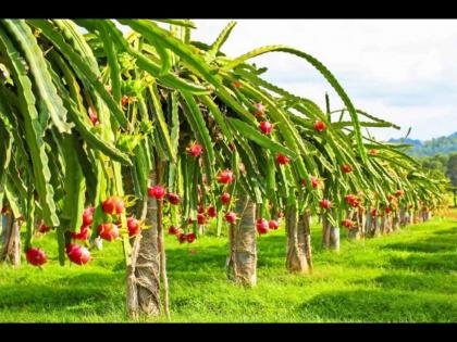 Eat Dragon fruit to reduce high cholesterol know the health benefits | हाय कोलेस्ट्रॉल एका झटक्यात कमी करतं हे खास फळ, शरीराला मिळतात अनेक फायदे