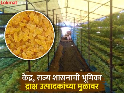 This year's grape season production reduced due to unpredictable weather Growers hit by illegal Chinese imports | Sangli: बेदाण्याची चोरटी आयात.. उत्पादकांचा पाय खोलात; यंदाच्या हंगामात उत्पादनात घट This year's grape season production reduced due to unpredictable weather Growers hit by illegal Chinese imports | Sangli: बेदाण्याची चोरटी आयात.. उत्पादकांचा पाय खोलात; यंदाच्या हंगामात उत्पादनात घट