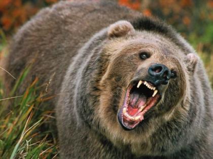 Two killed in bear attack in Melghat | मेळघाटात अस्वलाच्या हल्ल्यात दोन ठार