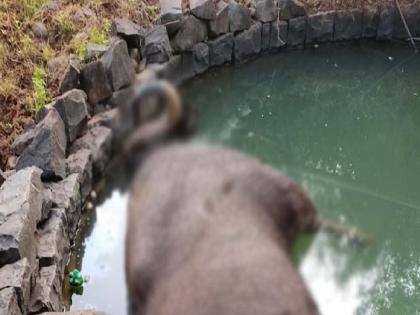 A cow died after falling into a well at Pisani near Kas Plateau in Satara | साताऱ्यातील कास पठाराजवळील पिसाणी येथे विहिरीत पडून गव्याचा मृत्यू