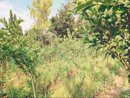 A guava garden was flowered by a police constable on the grounds of the Kada office | कडा कार्यालयाच्या मैदानावर पोलिस हवालदाराने फुलविली पेरूची बाग