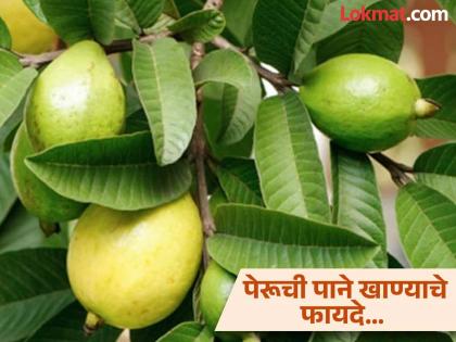 Amazing health benefits of eating Guava Leaves on empty stomach | पेरू तर अनेकदा खाल्ले असतील आता पेरूच्या पानांचे फायदे जाणून घ्या, वाचाल तर रोज खाल!