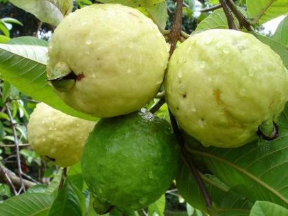 maharashtrian guava famous in souhern states fruits in the state fetch good prices abroad | दक्षिणेत आवडतोय पुण्याच्या पेरूचा गोडवा; राज्यातील फळांना परराज्यात चांगला भाव