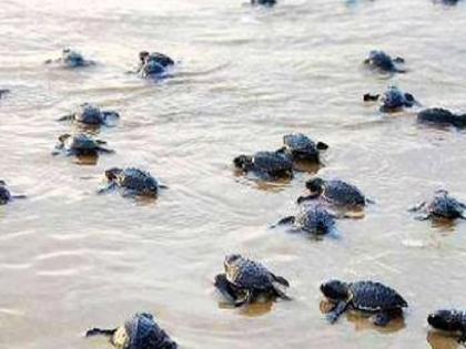 108 turtle hatchlings were released into the sea in Guhagar, Protection of more than 10 thousand eggs in 100 nests | Ratnagiri: गुहागरात कासवाची १०८ पिल्ले समुद्राकडे झेपावली, १०० घरट्यांमध्ये १० हजारांहून अधिक अंड्यांचे संरक्षण