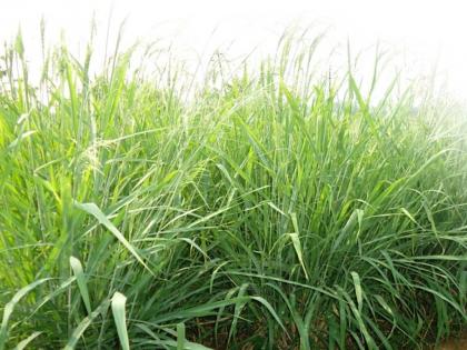 2.5 million metric tonne fodder production | साडेचार हजार हेक्टरवर अडीच लाख मेट्रीक टन चाऱ्याचे उत्पादन