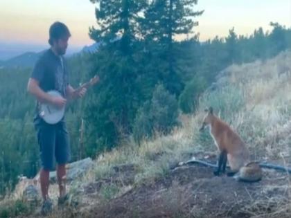 Power Of Music: Guitar sound enchants fox, more than 1 crore views on video | Power Of Music: गिटारच्या आवाजाने कोल्ह्याला केले मंत्रमुग्ध, 1 कोटींहून अधिक वेळा पाहिला गेला व्हिडिओ