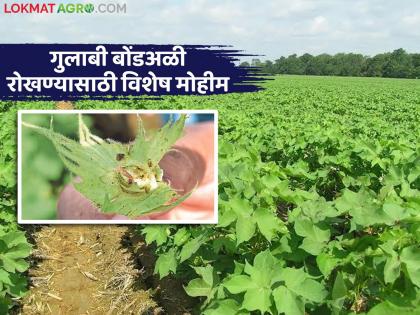 latest news Cotton Farming Alert: Big decision for cotton farmers; Government's new plan to prevent pink bollworm | Cotton Farming Alert : कापूस शेतकऱ्यांसाठी मोठा निर्णय; गुलाबी बोंडअळी रोखण्यासाठी सरकारचे नवे नियोजन latest news Cotton Farming Alert: Big decision for cotton farmers; Government's new plan to prevent pink bollworm | Cotton Farming Alert : कापूस शेतकऱ्यांसाठी मोठा निर्णय; गुलाबी बोंडअळी रोखण्यासाठी सरकारचे नवे नियोजन