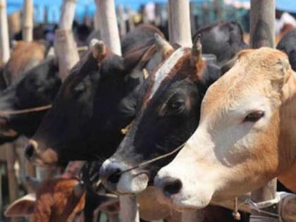 Jalgaon: 'Lumpi' crisis: Cattle market closed in 7 taluks! So far 79 animals have died, vaccination is speeding up | Jalgaon: ‘लम्पी’चे संकट : ७ तालुक्यातील गुरांचे बाजार बंद! आतापर्यंत ७९ जनावरांचा मृत्यू, लसीकरणाला वेग