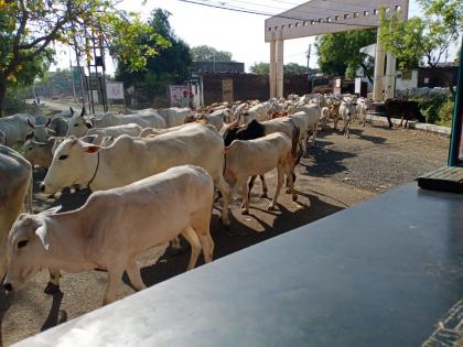 After 24 hours the cattle fell out for grazing | २४ तासानंतर गुरे पडली गोठ्या बाहेर