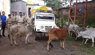  Garbage unguarded cattle | गुरांची अवैैध वाहतूक करणारे जेरबंद