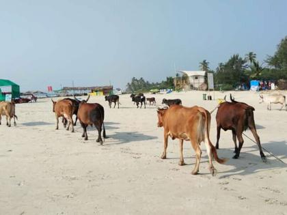 Tourist harvests due to the absence of cattle on the beaches of Goa | गोव्यातील किना-यांवर गुरांकडून होणा-या उपद्रवामुळे पर्यटक हैराण