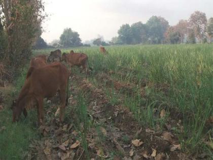 Demand for Mokat Animal | मोकाट जनावरांचा बंदोबस्त करण्याची मागणी