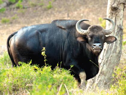 Padlos, ruined by cows in Dandeli | रस्त्यावरून शेतात जाण्यास शेतकरी घाबरतात; पाडलोस व दांडेलीत शेतकऱ्यांच्या जीवाला धोका