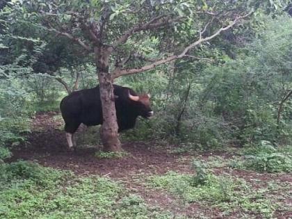 The experience came to the aid of the people of Pune, wild buffelow in pune | पुणेकरांना अनुभव कामी आला, बावधनचा 'गवा' टेकडीवर परतण्यासाठी शर्थीचे प्रयत्न