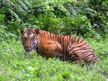 Tiger roaming in Chandrapur-Wardha district border, attempt to attack youth | चंद्रपूर-वर्धा जिल्ह्याच्या सीमेवर वाघाचा धुमाकूळ, युवकावर हल्ल्याचा प्रयत्न