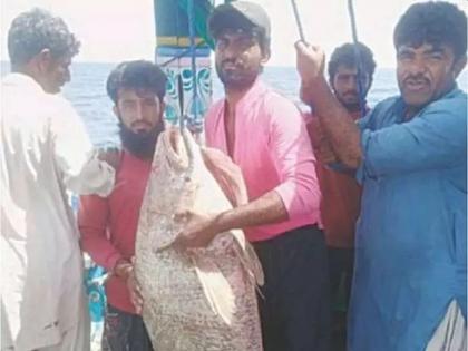 pakistan fishermen catches fish worth rs 86 lakhs, gave 14 lakhs discount | कोरोना काळात मच्छीमाराचे नशीब फळफळले; दुर्मिळ माशाने मालामाल बनवले