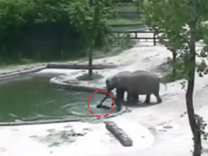 baby elephant falls into water hole, how elephant family rescue video goes viral | या हत्तीनं बाळाला वाचवण्यासाठी घेतली पाण्यात उडी, केली इतकी धडपड की अखेर...