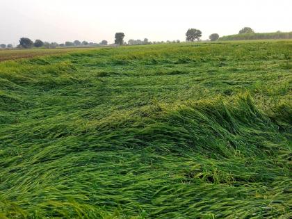 Hailstorm hits Marathwada; Damage to crops on 2,000 hectares | मराठवाड्याला गारपिटीचा फटका; २ हजार हेक्टरवरील पिकांचे नुकसान