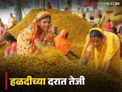 latest news Halad Market: Relief for turmeric producers; Turmeric prices are rising in Washim district Read in detail | Halad Market : हळद उत्पादकांना दिलासा; वाशिम जिल्ह्यात हळदीचे दर तेजीत वाचा सविस्तर latest news Halad Market: Relief for turmeric producers; Turmeric prices are rising in Washim district Read in detail | Halad Market : हळद उत्पादकांना दिलासा; वाशिम जिल्ह्यात हळदीचे दर तेजीत वाचा सविस्तर