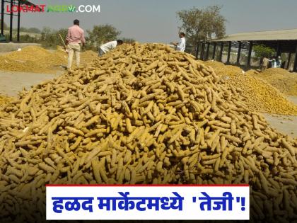 latest news Halad Market: 'Boosting' in Hingoli Market Committee's turmeric market; Increase of 'so much' rupees per quintal | Halad Market : हिंगोली बाजार समितीच्या हळद मार्केटमध्ये 'तेजी'; क्विंटलमागे 'इतक्या' रुपयांची वाढ वाचा सविस्तर latest news Halad Market: 'Boosting' in Hingoli Market Committee's turmeric market; Increase of 'so much' rupees per quintal | Halad Market : हिंगोली बाजार समितीच्या हळद मार्केटमध्ये 'तेजी'; क्विंटलमागे 'इतक्या' रुपयांची वाढ वाचा सविस्तर