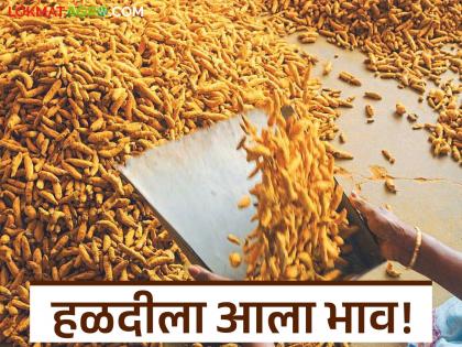 latest news Halad Market: Turmeric prices have increased! Increase of 'so much' rupees in 5 days Read in detail | Halad Market : हळदीला आला भाव! ५ दिवसांत 'इतक्या' रुपयांची वाढ वाचा सविस्तर latest news Halad Market: Turmeric prices have increased! Increase of 'so much' rupees in 5 days Read in detail | Halad Market : हळदीला आला भाव! ५ दिवसांत 'इतक्या' रुपयांची वाढ वाचा सविस्तर