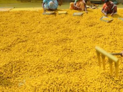 Turmeric research sub centre in Ratnagiri, then when to Sangli | रत्नागिरीत हळदीचे संशोधन उपकेंद्र, मग सांगलीला कधी?; टर्मरिक सिटीचे लोकप्रतिनिधी गप्पच 