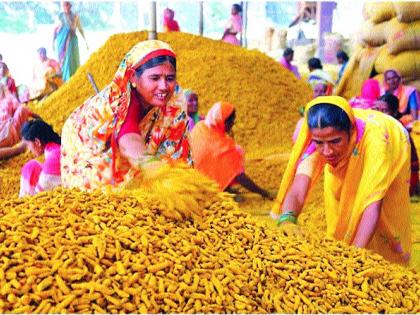  Turmeric; Businessman laughs: Hottest farmers producing cheap yellow gold | हळद रुसली; व्यापारी हसले : पिवळं सोनं स्वस्त उत्पादक शेतकरी हवालदिल