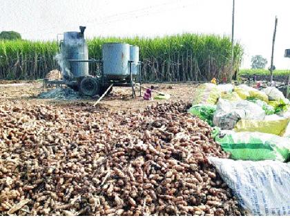 On the way to lowering the yield of turmeric in Y. T. ..: The livelihood of the farmers is metakutila | वाई तालुक्यात हळदीचे उत्पन्न घटण्याच्या मार्गावर.. : शेतकऱ्यांचा जीव मेटाकुटीला