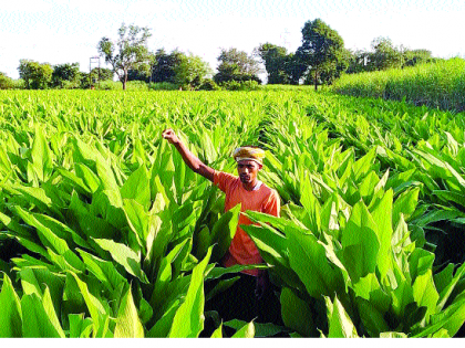 Millions of income from turmeric | हळदीतून लाखोंचे उत्पन्न