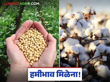 latest news Soybean Cotton Market: Soybean prices increase, but cotton remains far from the guaranteed price. Read in detail | Soybean Cotton Market : सोयाबीनच्या दरात वाढ, पण कापूस हमीभावापासून दूरच वाचा सविस्तर latest news Soybean Cotton Market: Soybean prices increase, but cotton remains far from the guaranteed price. Read in detail | Soybean Cotton Market : सोयाबीनच्या दरात वाढ, पण कापूस हमीभावापासून दूरच वाचा सविस्तर