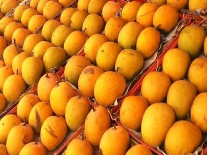 This is the first time in the last 30 years that we will not be able to eat mangoes in the month of May | गेल्या ३० वर्षांत मे महिन्यात मिळेना ‘हापूस’, आर्थिक गणित विस्कटून आंब्याचा ‘रामराम’