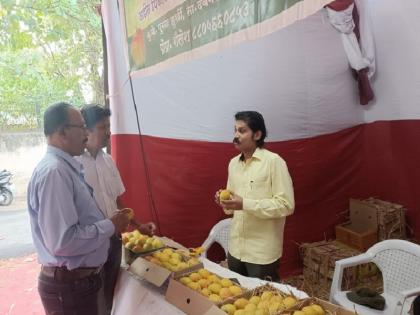 Hapus mango within reach in pimpri chinchwa but waiting for kesar mango | Pimpri Chinchwad | हापूस आला आवाक्यात, पण केशरसाठी प्रतीक्षा