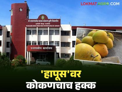 Valsad's claim for 'GI' rating on Hapus; Strong response to Gujarat's claim in the hearing | हापूसवर 'जी-आय' मानांकनासाठी वलसाडचा दावा; सुनावणीत गुजरातच्या दाव्याला जोरदार प्रत्युत्तर Valsad's claim for 'GI' rating on Hapus; Strong response to Gujarat's claim in the hearing | हापूसवर 'जी-आय' मानांकनासाठी वलसाडचा दावा; सुनावणीत गुजरातच्या दाव्याला जोरदार प्रत्युत्तर