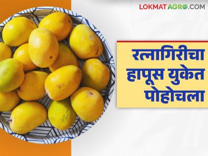Mango exports finally begin amid war-like conditions; 1000 dozen mangoes exported to UK, what was the price received? | युद्धजन्य परिस्थितीत अखेर हापूसच्या निर्यातीचा शुभारंभ; १००० डझन आंबा यूकेला निर्यात, काय मिळाला दर? Mango exports finally begin amid war-like conditions; 1000 dozen mangoes exported to UK, what was the price received? | युद्धजन्य परिस्थितीत अखेर हापूसच्या निर्यातीचा शुभारंभ; १००० डझन आंबा यूकेला निर्यात, काय मिळाला दर?