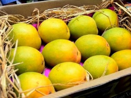 Not all Hapus mango are from Konkan! In the name of Devgad, Hapus mangoes selling consumers from karnatana | सगळाच हापूस कोकणातील नसतो; देवगडच्या नावाखाली परराज्यातील आंबा ग्राहकांच्या माथी