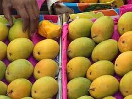 Hapus mango in Akola; But rates are out of reach | अकोल्यात हापूस दाखल; मात्र दर आवाक्याबाहेर