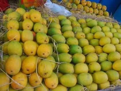 First mango from Alibaug orange groves hit the market; Boxes of hapus and saffron mangoes will arrive on Saturday | अलिबाग नारंगीच्या पाटलांच्या बागायती तील पहिला आंबा बाजारात दाखल; हापूस आणि केशर आंब्यांच्या पेट्या शनिवारी होणार दाखल