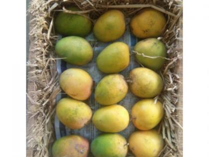 Hapus came to Kolhapur ....! At the rate of Rs. 625 per mango | कोल्हापूरात हापूस आले रे....!  एका आंब्याला तब्बल ६२५ रुपये दर