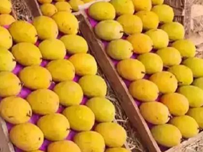 Hapus mango season in Konkan is over, Horticulturists unhappy as economic calculations go awry | आर्थिक गणिते विस्कटून हापूस हंगामाचा अखेर निरोप, बागायतदार नाखुश