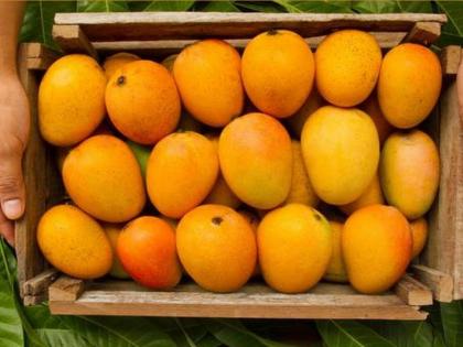 hapus alphonso mango rate rise again but inflows down demand up still rs1200 per dozen | हापूसचा दर पुन्हा वधारला; आवक घटली, मागणी वाढली, अद्यापही १२०० रुपये प्रती डझन